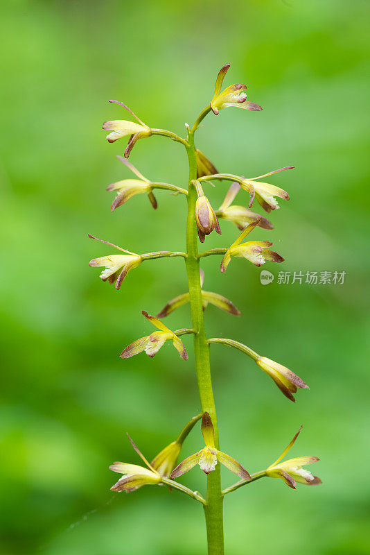 Puttyroot Orchid (aplecum hyemale)，山杂志，AR